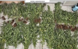 Εντοπίστηκε μεγάλη φυτεία δενδρυλλίων κάνναβης στην Μακρινίτσα