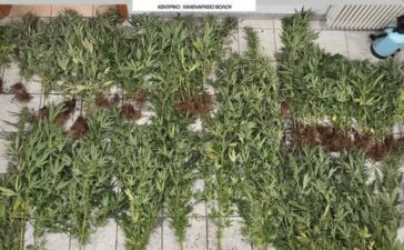 Εντοπίστηκε μεγάλη φυτεία δενδρυλλίων κάνναβης στην Μακρινίτσα